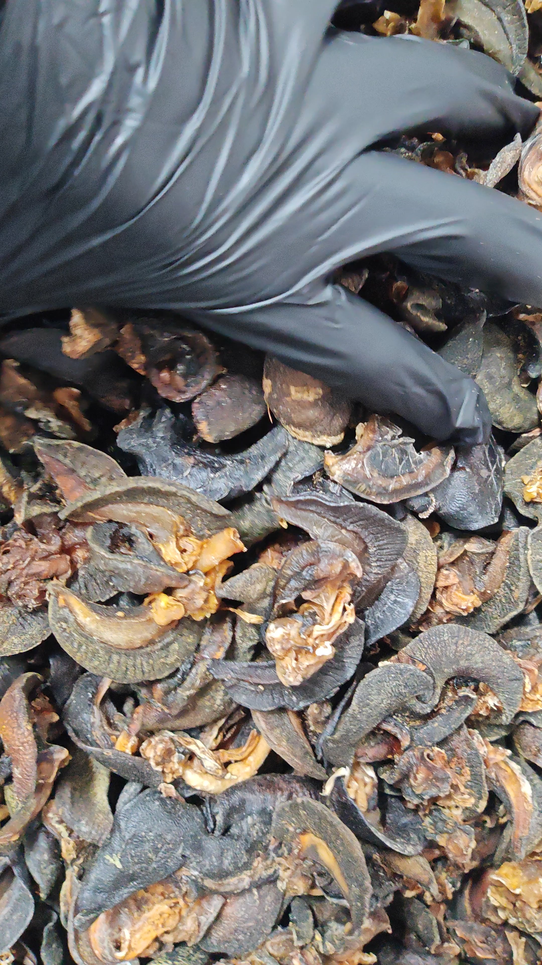 Snail Dried 10 pieces
