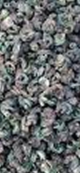 Periwinkle Dried 150g